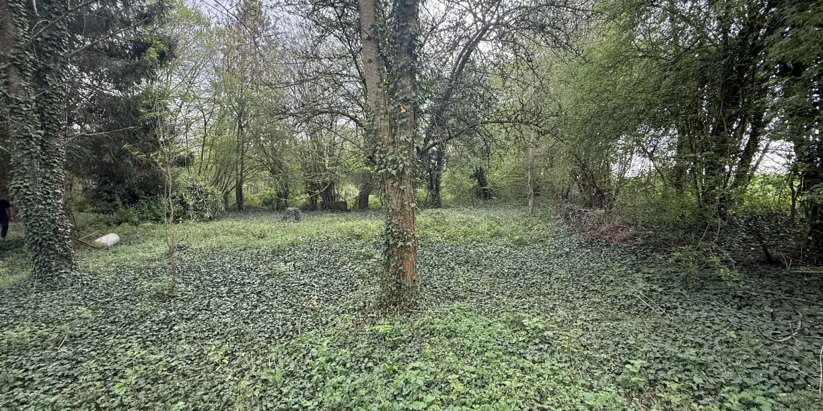 La parcelle en friche à la reprise : lierre au sol, ronces et arbres morts sur pied